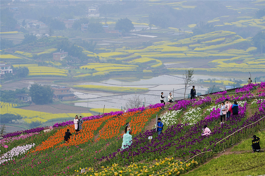 郁金香(图1)