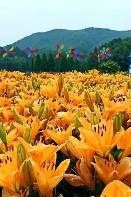 超燃！！2021彩山第三届百合花海旅游季门票免费送，10月1日震撼开启！(图12)