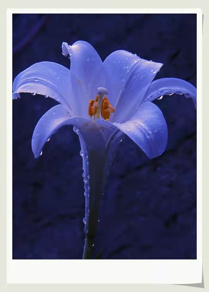 超燃！！2021彩山第三届百合花海旅游季门票免费送，10月1日震撼开启！(图14)